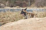 DOGUE ALLEMAND 200
